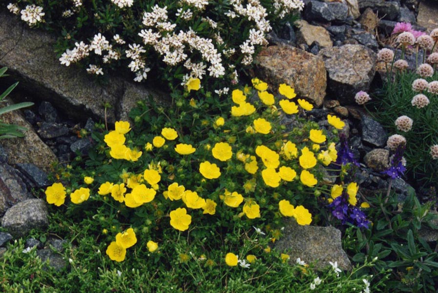 Potentilla aurea in bloom in an alpine meadow of the Pyrenees